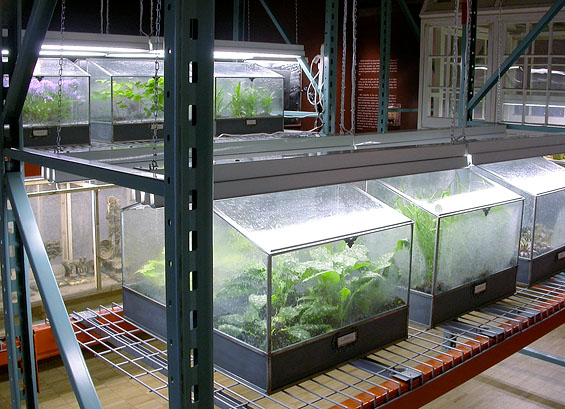 The Terrarium Project, 2006, detail (Terrarium collections on Abacus storage system)