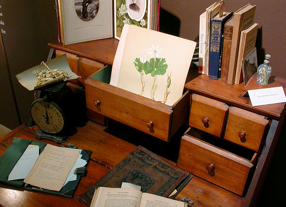 The Terrarium Project, 2006, detail (Charlotte Ross’ desk)